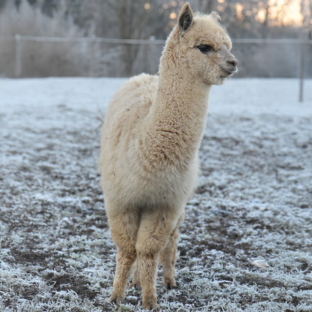 Al's World GmbH setzt auf regionale Alpaka-Wolle und nachhaltige Fasern aus Österreich.